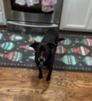 Lio