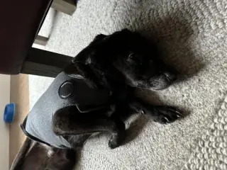 Lio