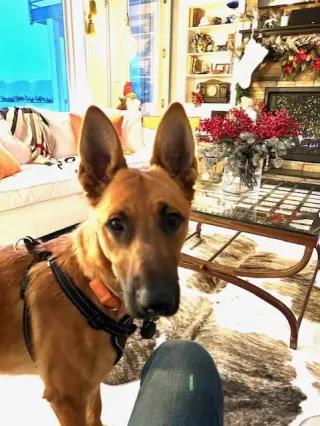 Winston - NY - COURTESY POST