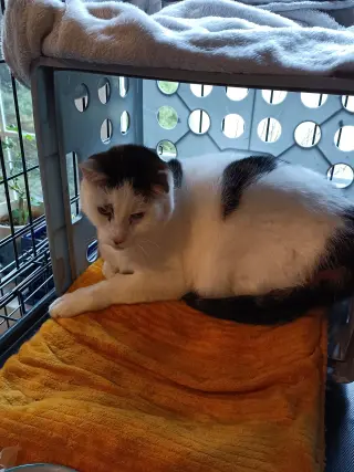 (ACCC Courtesy Post) Peanut