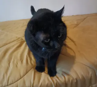 (ACCC Courtesy Post) Kiko (FIV+)