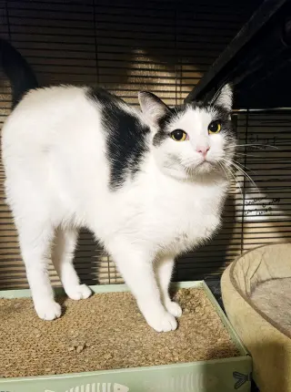 Kora.
