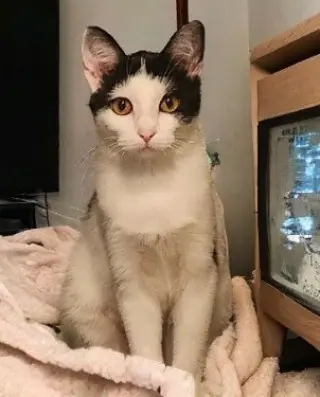 Kora.