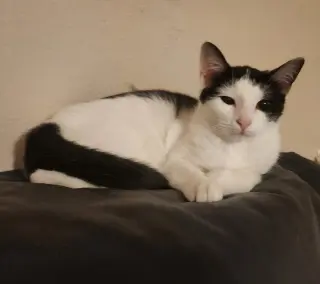 Kora.