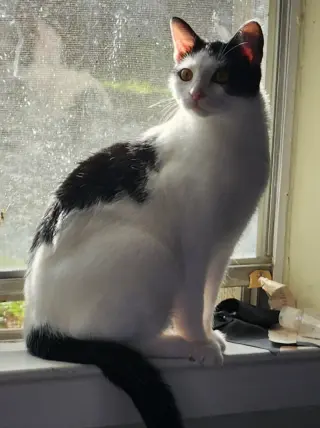 Kora.