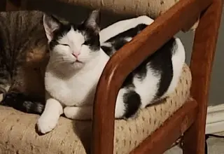Kora.