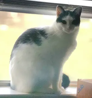 Kora.