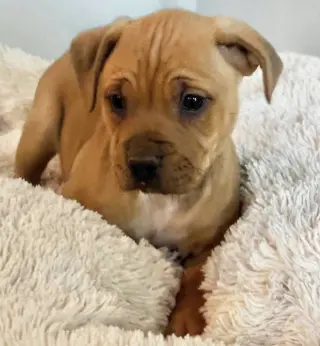 Mav