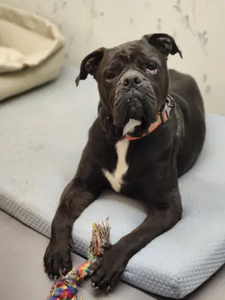 Oscar