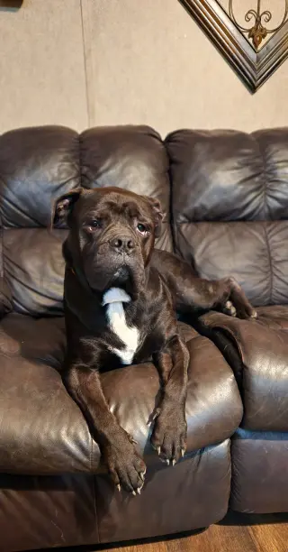 Oscar