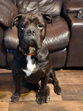 Oscar