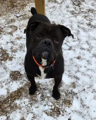 Oscar