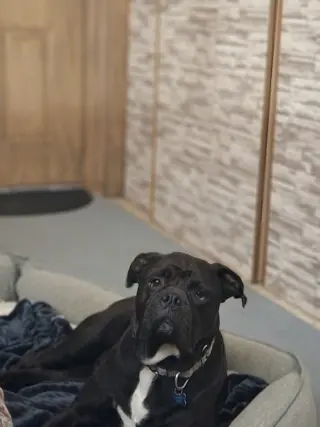 Oscar