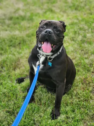 Oscar