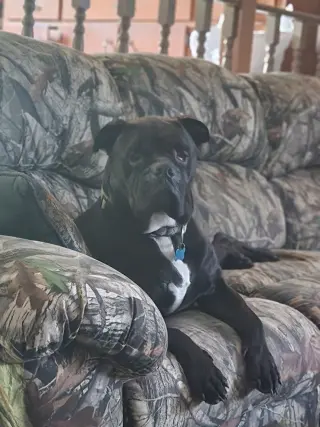 Oscar