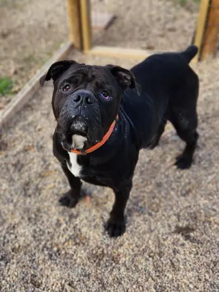 Oscar
