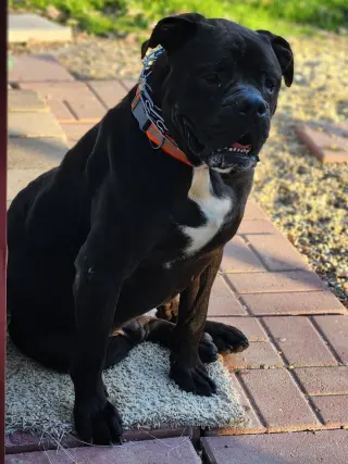Oscar
