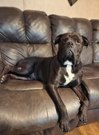 Oscar