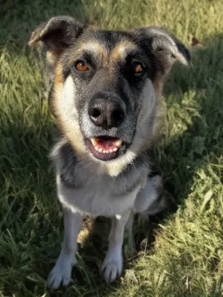 Kaia