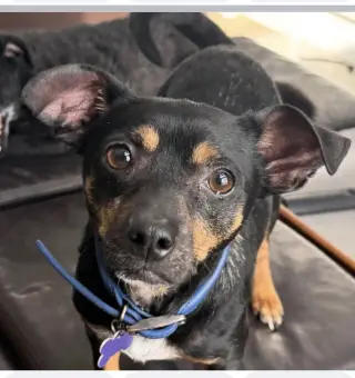 Petey