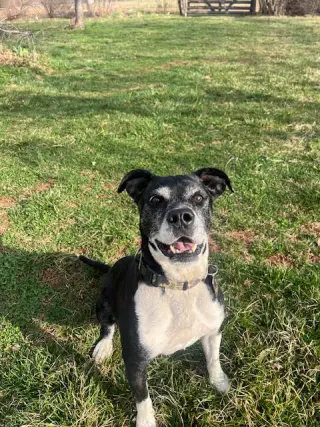 Roscoe in Scottsville VA