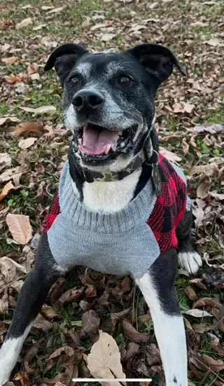 Roscoe in Scottsville VA