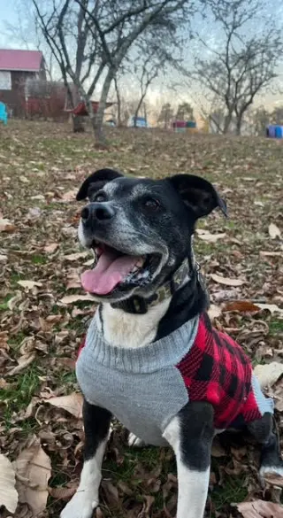 Roscoe in Scottsville VA