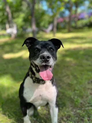 Roscoe in Scottsville VA
