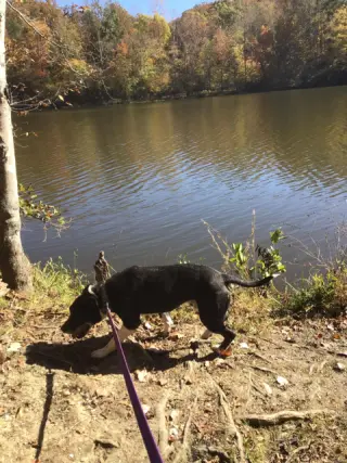 Roscoe in Scottsville VA
