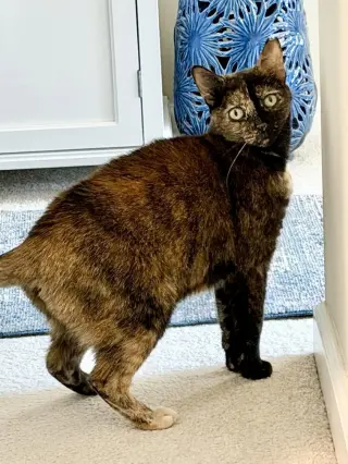 Aurora, Willow Grove Area (FCID 11/08/2023-132)