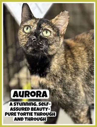 Aurora, Willow Grove Area (FCID 11/08/2023-132)