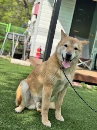 Pluto from Korea