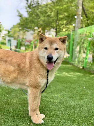Pluto from Korea
