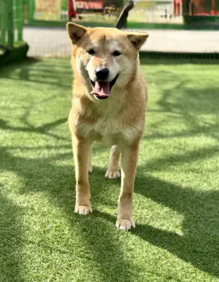 Pluto from Korea