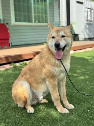 Pluto from Korea
