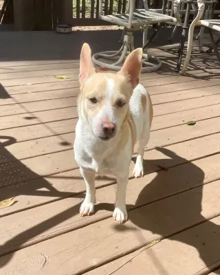 Toby