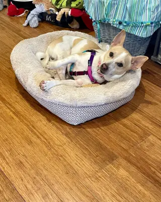 Toby