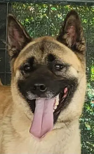 Lexi