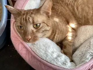 Peaches