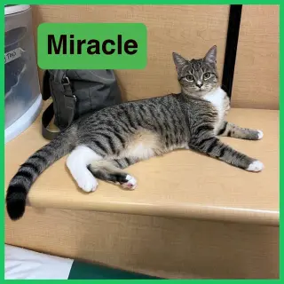 Miracle