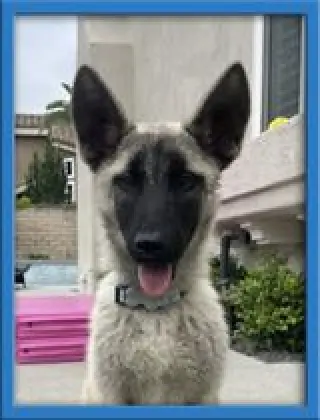 Bandit