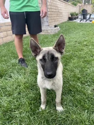 Bandit