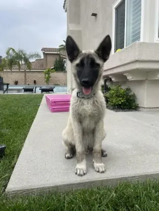 Bandit