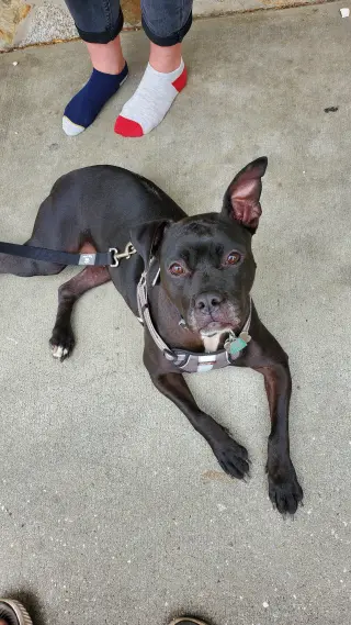 ELLIE (COURTESY POST)
