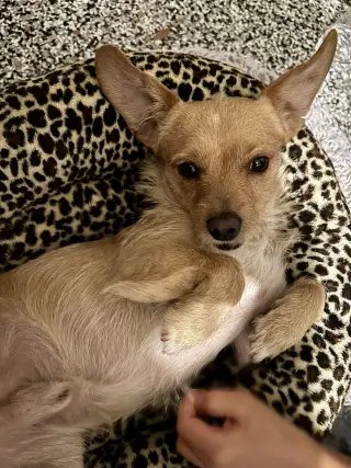 Sampson