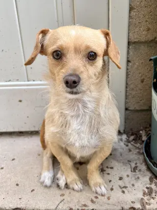 Sampson