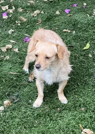 Sampson