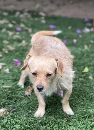 Sampson