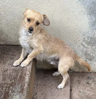 Sampson