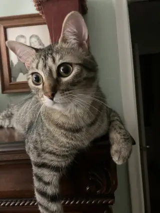Cricket